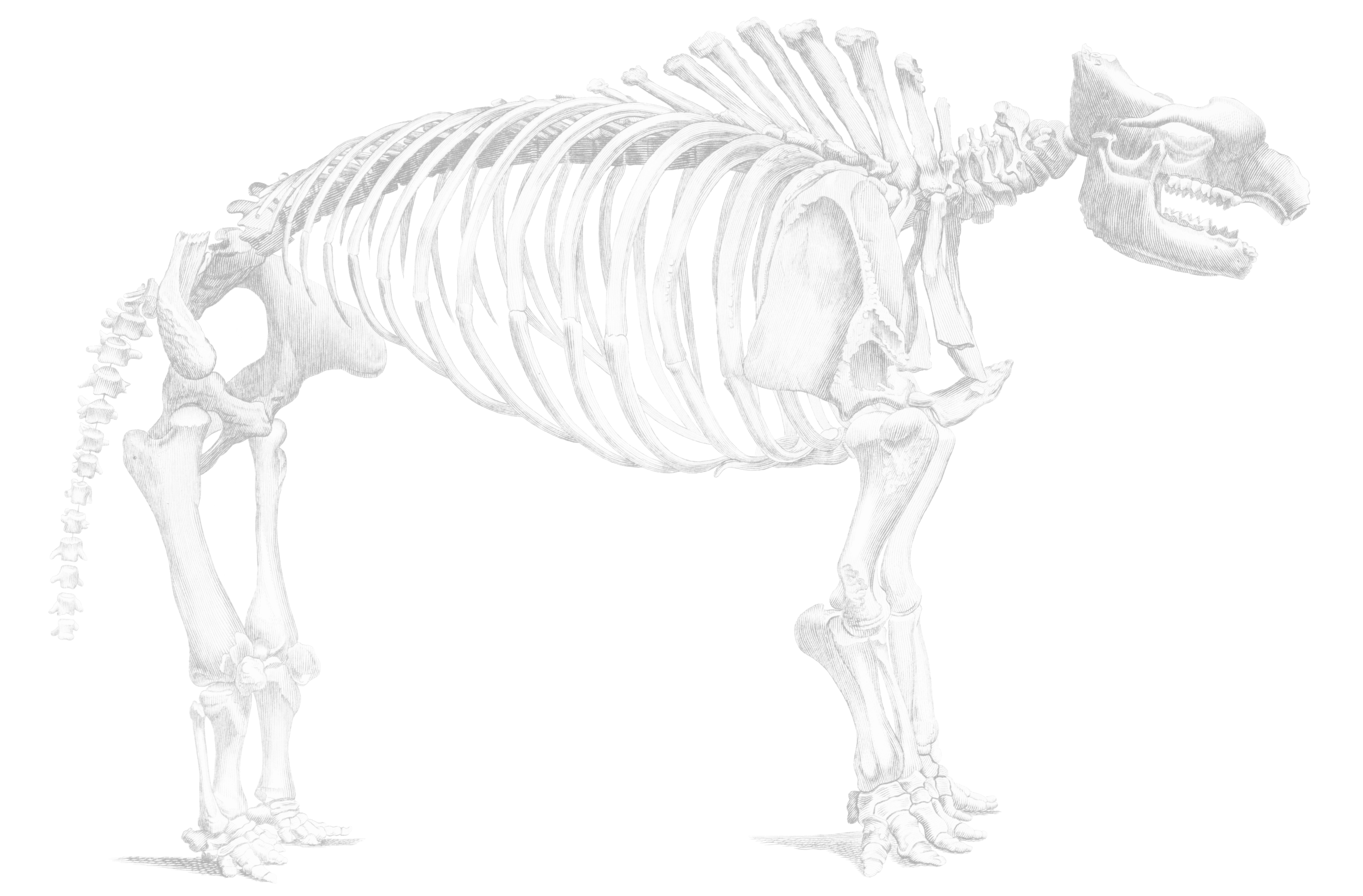 placeholder - illustration of animal bones