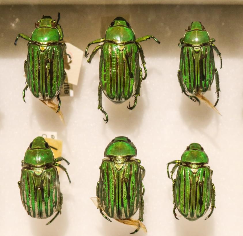 Multiple rows of beetles