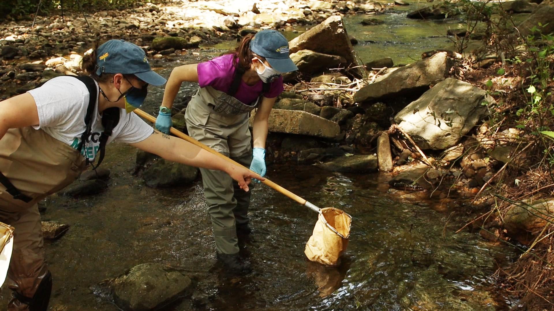 People collecting specimens in a creek