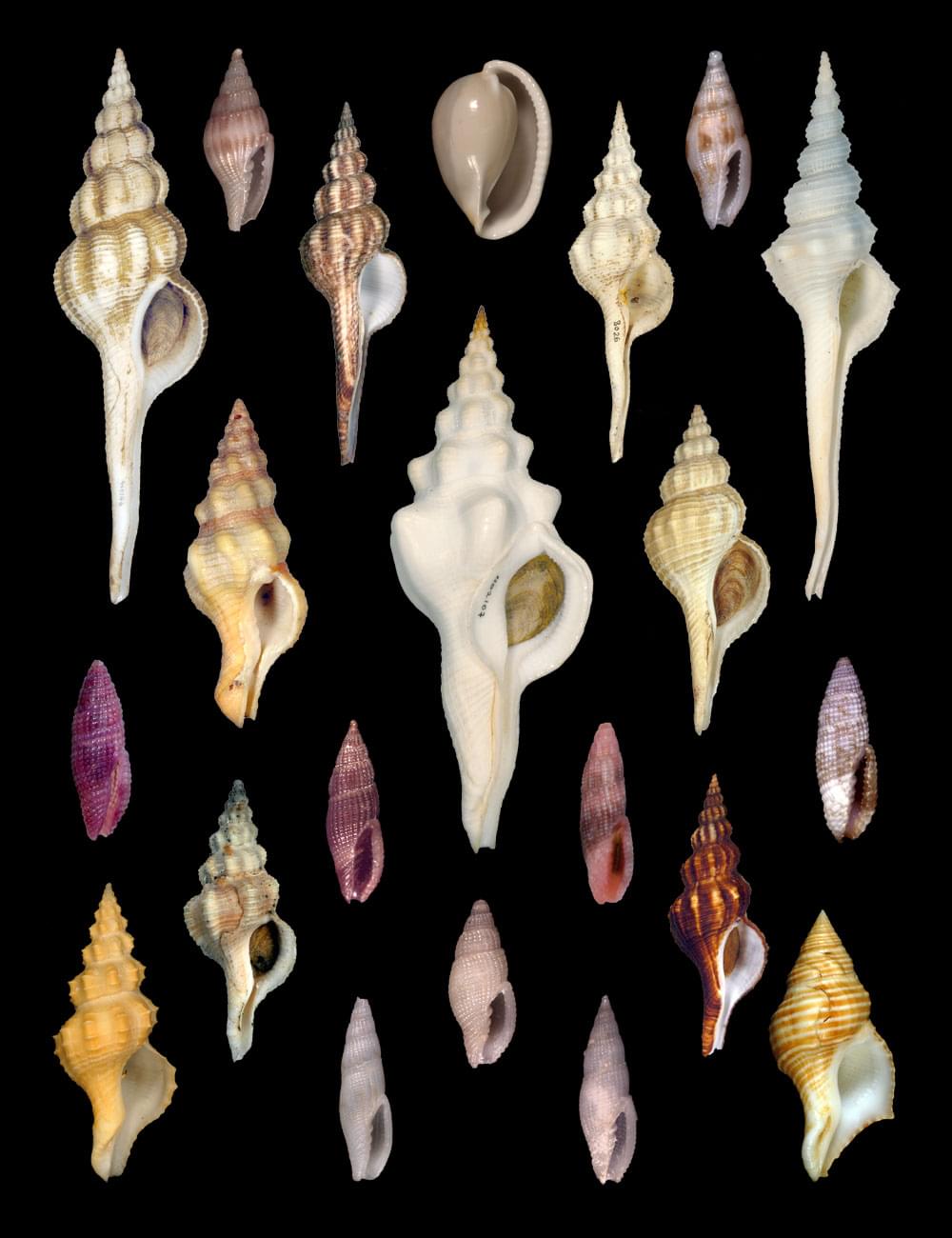 shells