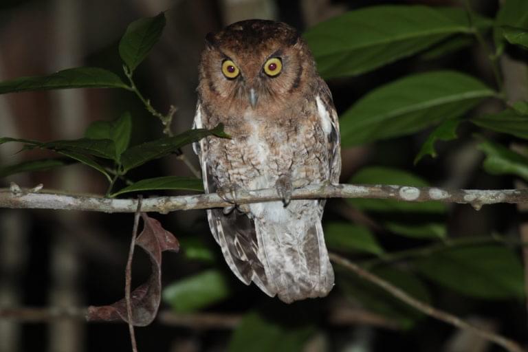 owl on branch